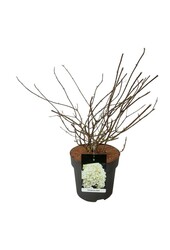 Hortensja Hydrangea Skyfall ®