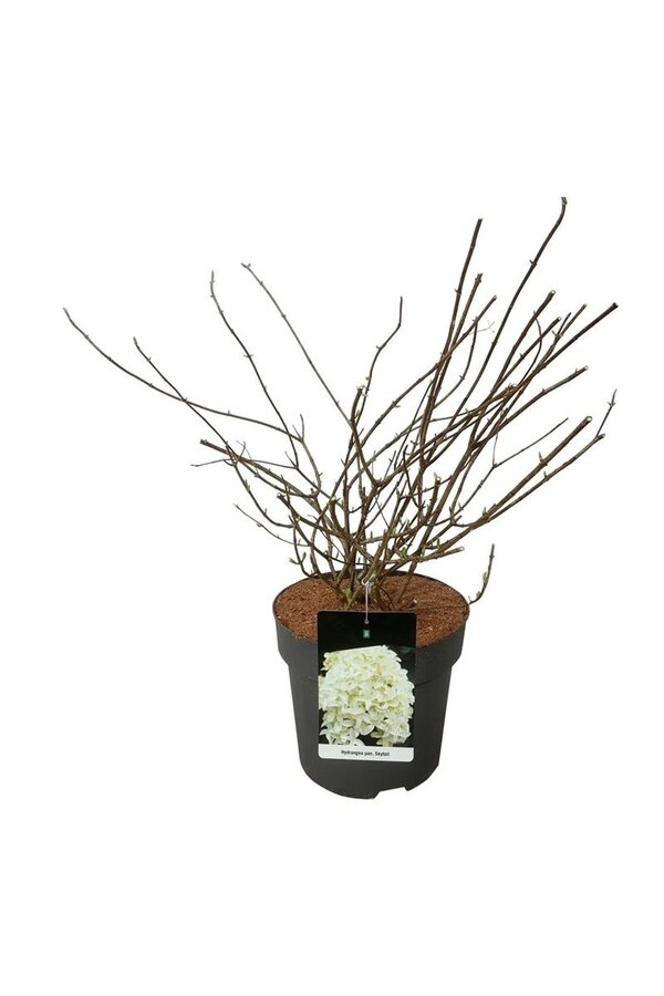 Hortensja Hydrangea Skyfall ®
