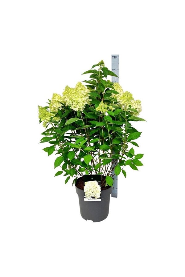 Hortensja Hydrangea Skyfall ®