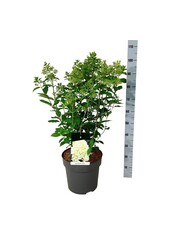 Hortensja Hydrangea Skyfall ®