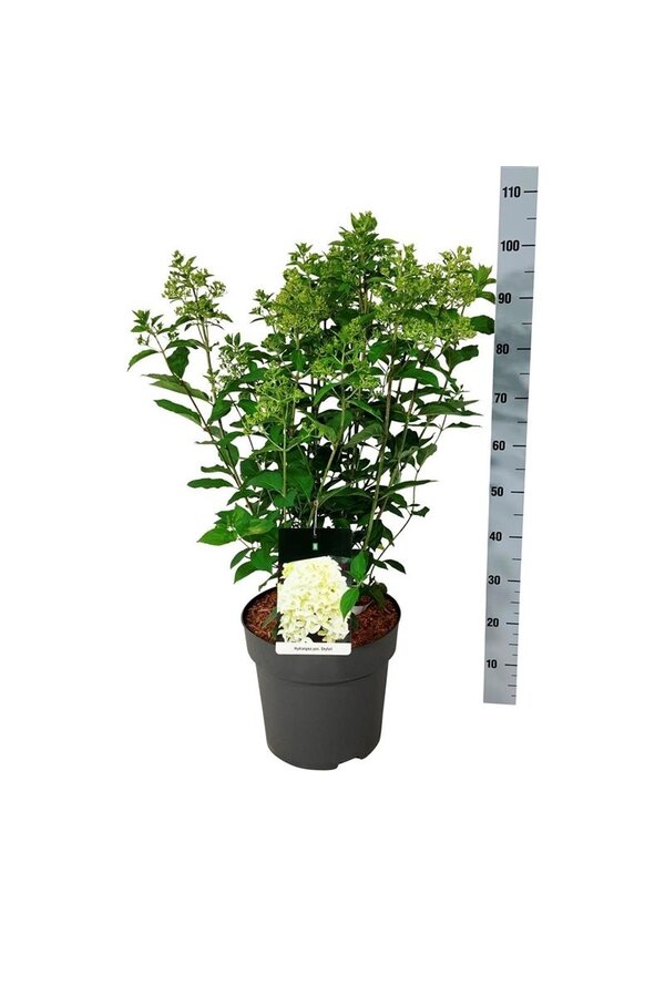 Hortensja Hydrangea Skyfall ®