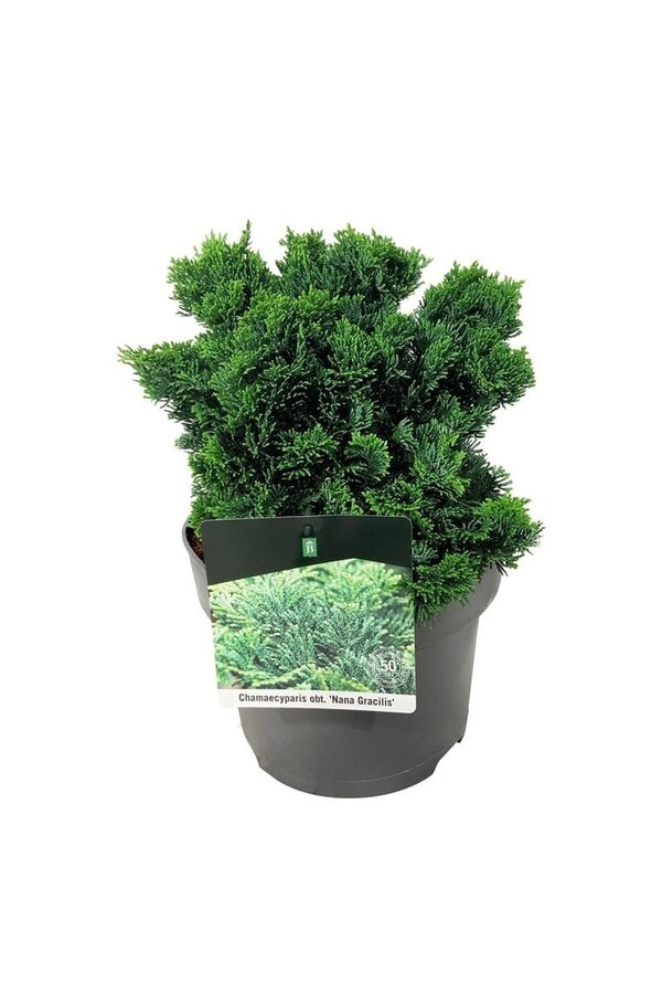 Chamaecyparis Nana Gracilis
