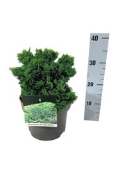 Chamaecyparis Nana Gracilis