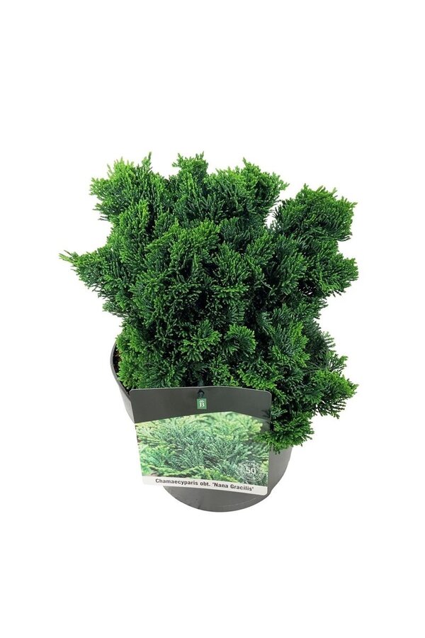 Chamaecyparis Nana Gracilis