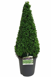 Buxus sempervirens