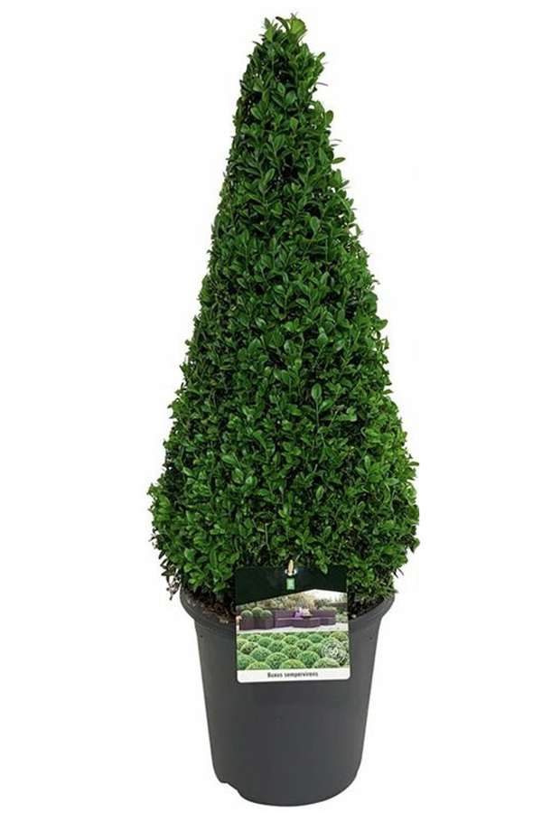 Bukszpan wieczniezielony