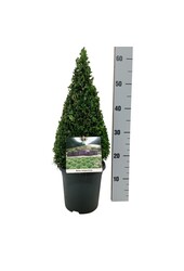 Buxus sempervirens