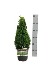 Buxus sempervirens