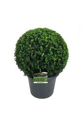 Buxus sempervirens