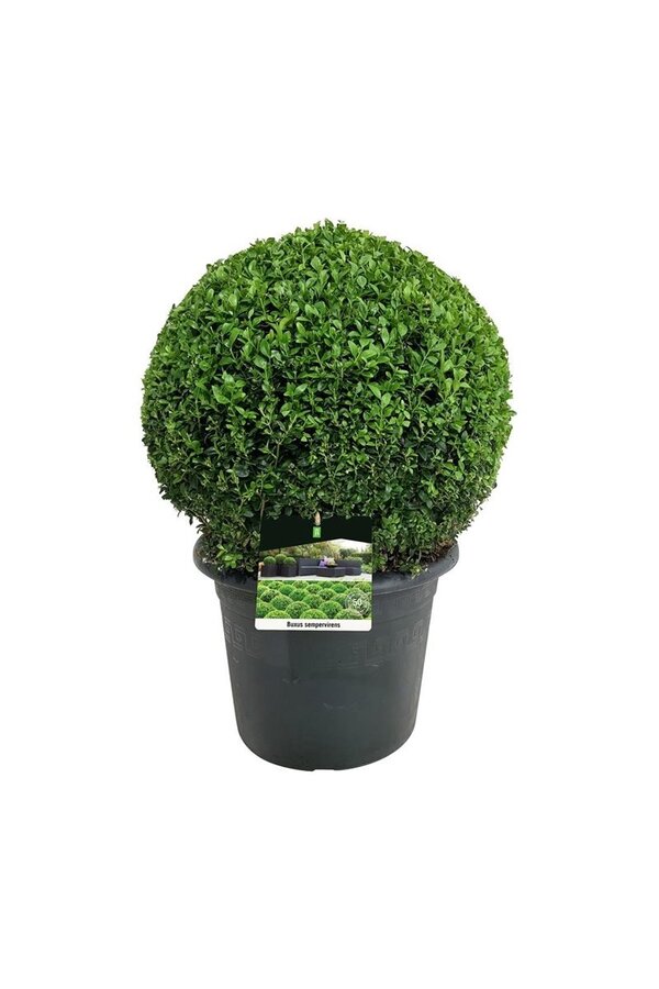 Buxus sempervirens