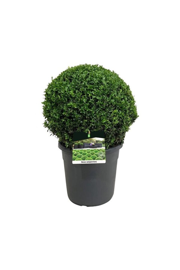 Buxus sempervirens