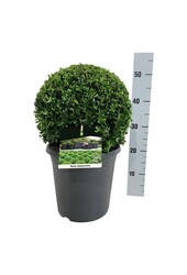 Buxus sempervirens