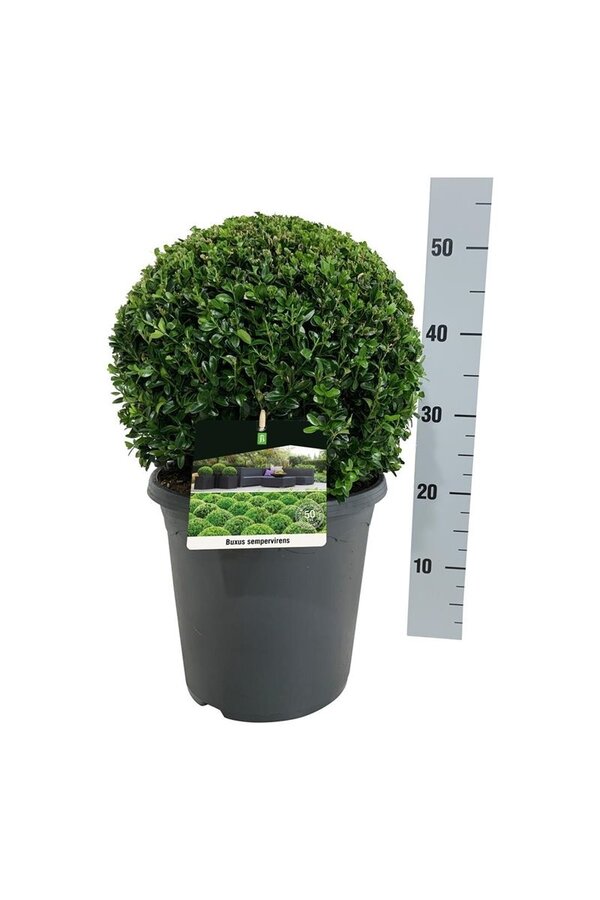 Buxus sempervirens