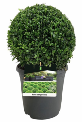 Buxus sempervirens