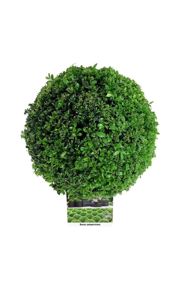 Buxus sempervirens