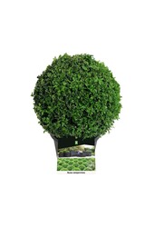 Buxus sempervirens