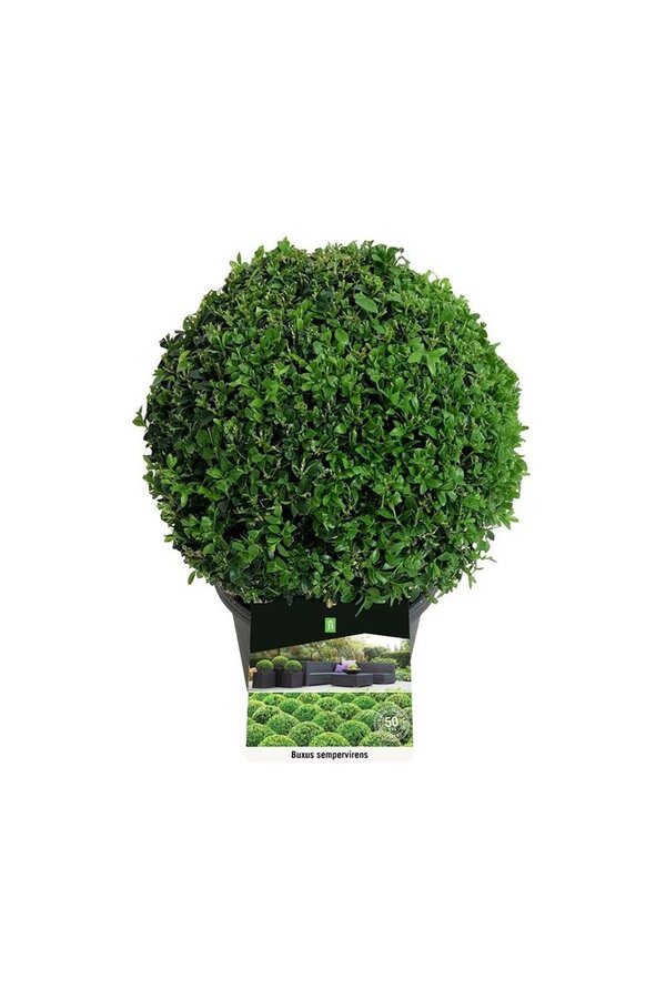 Buxus sempervirens