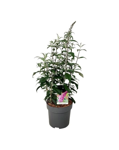 Buddleja