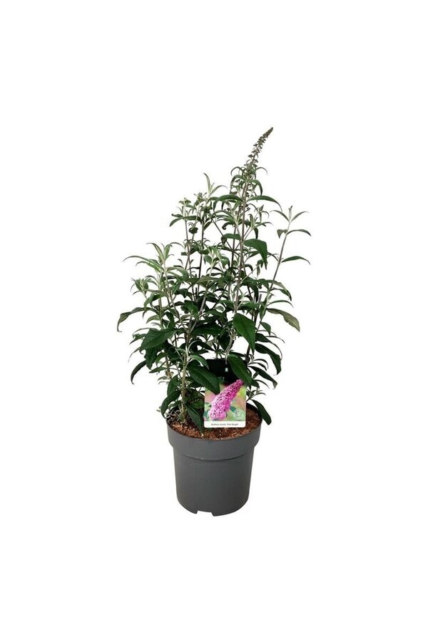 Krzew motylkowy Buddleja Pink Delight