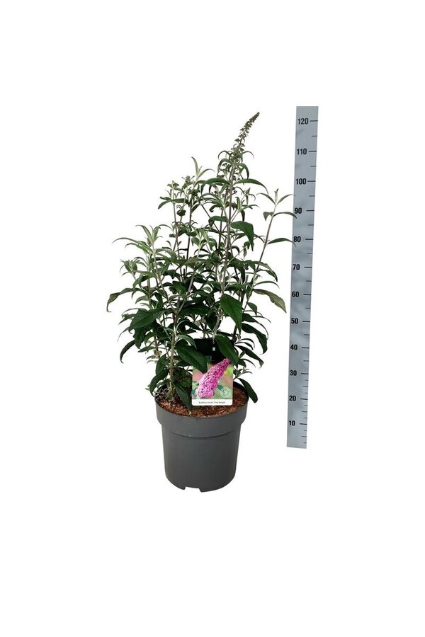 Krzew motylkowy Buddleja Pink Delight