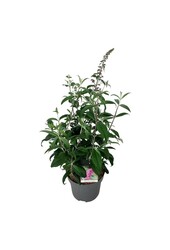 Budleja Dawida 'Pink Delight'