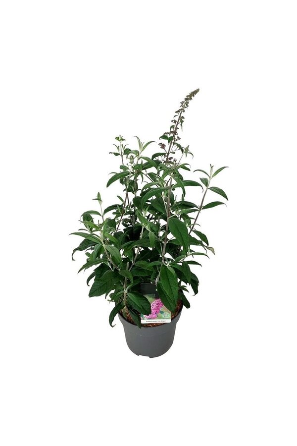 Krzew motylkowy Buddleja Pink Delight