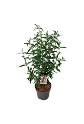 Krzew motylkowy Buddleja Ile de France