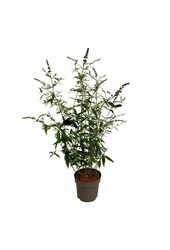 Krzew motylkowy Buddleja Black Knight