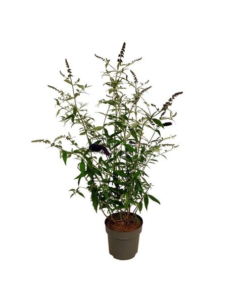 Buddleja