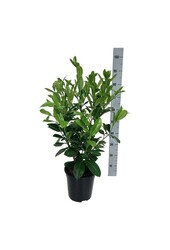 Laurowiśnia portugalska Prunus Rotundifolia