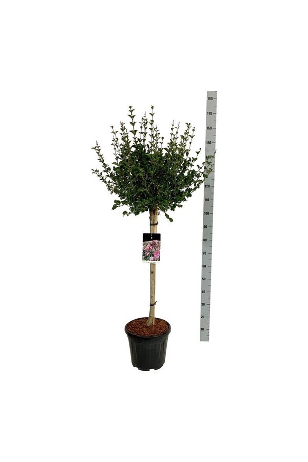 Lilak Syringa meyeri Palibin