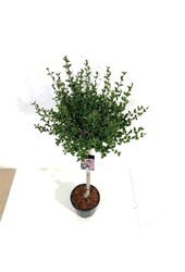 Lilak Syringa meyeri Palibin