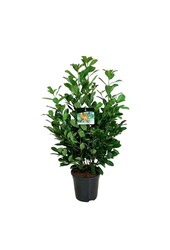 Laurowiśnia portugalska Prunus Bonaparte PBR