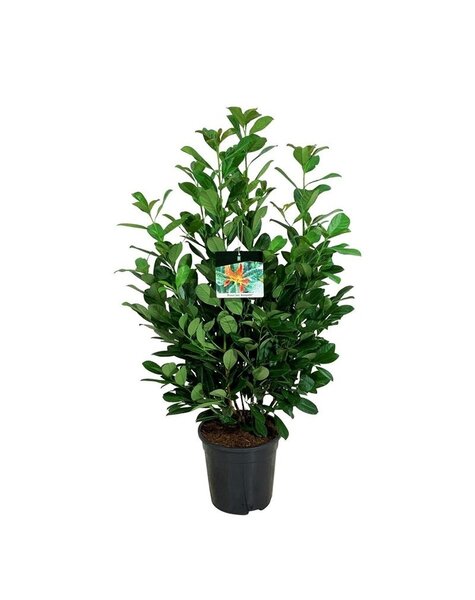 Prunus