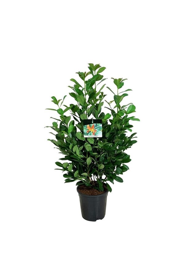 Laurowiśnia portugalska Prunus Bonaparte PBR