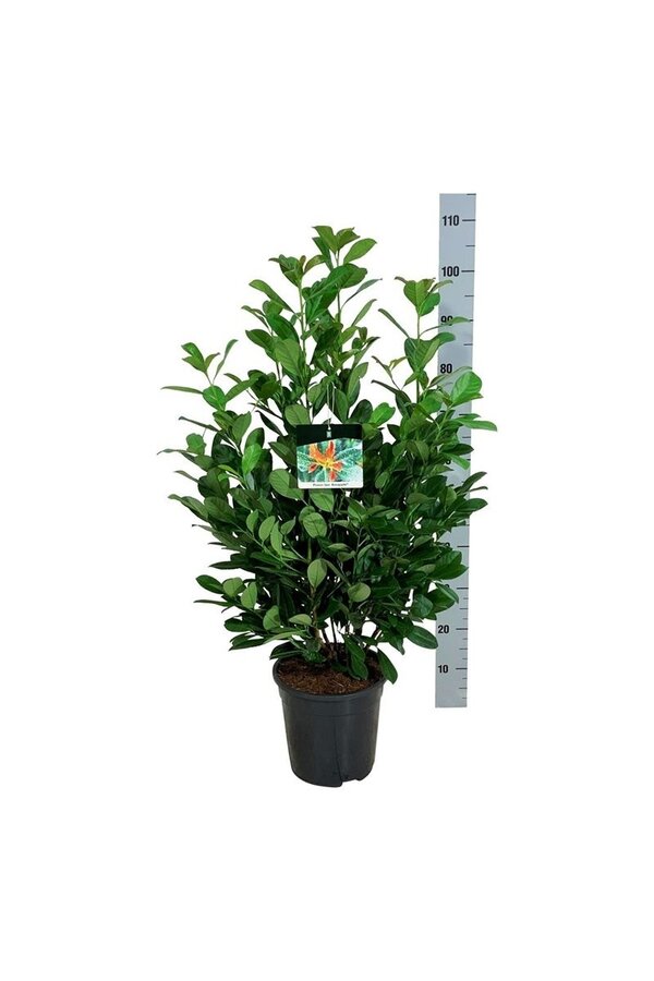 Laurowiśnia portugalska Prunus Bonaparte PBR