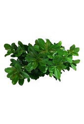 Laurowiśnia portugalska Prunus Bonaparte PBR