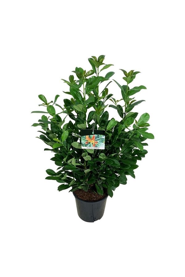 Laurowiśnia portugalska Prunus Bonaparte PBR