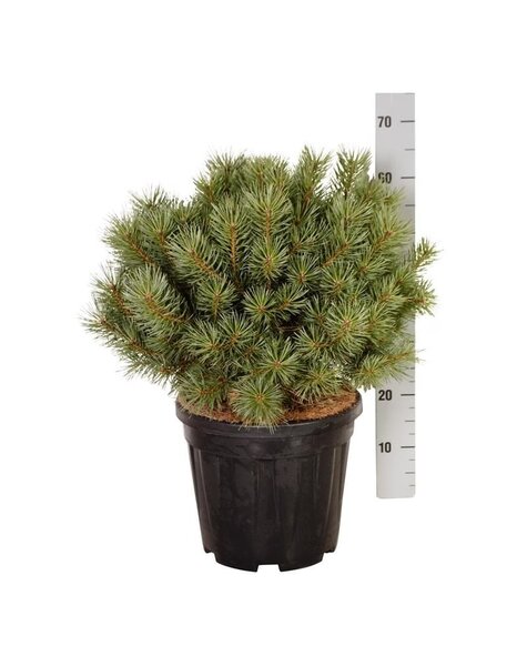Pinus