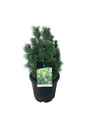 Sosna Pinus nigra Richard