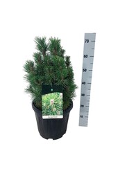 Sosna Pinus nigra Richard