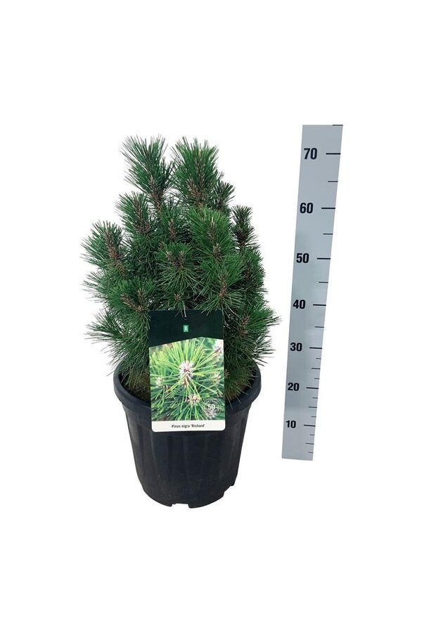 Sosna Pinus nigra Richard