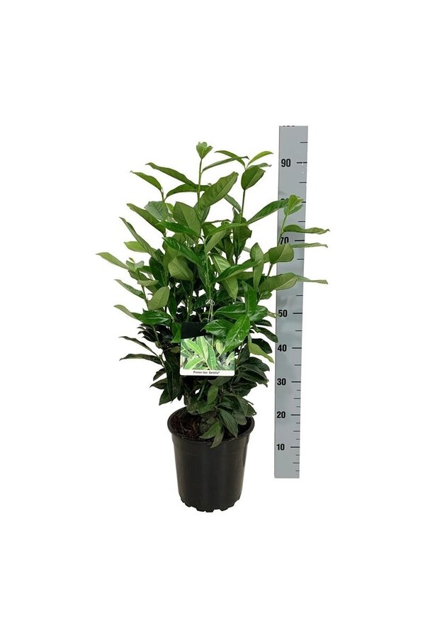 Laurowiśnia portugalska Prunus Genolia ®