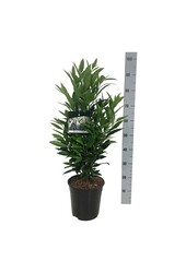 Laurowiśnia portugalska Prunus Renault Ace ®