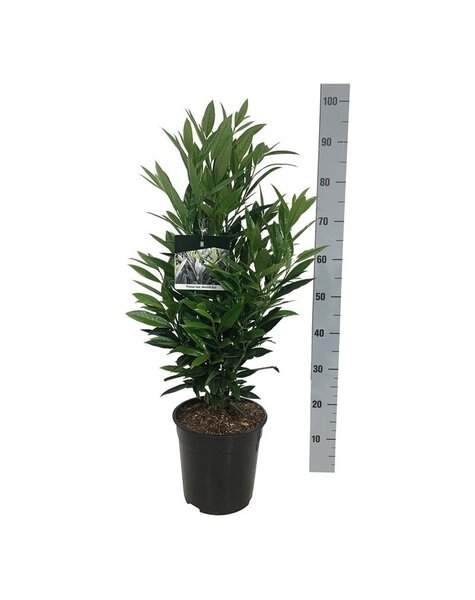 Prunus