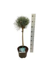 Sosna wodna Pinus Watereri