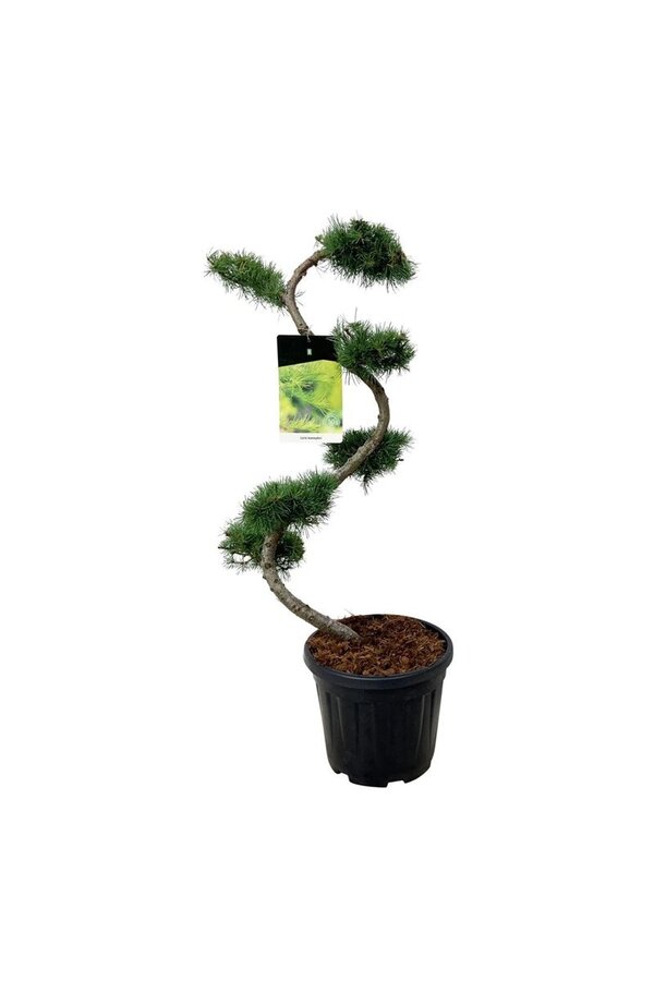 Larix kaempferi