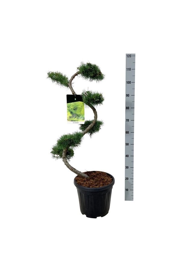 Larix kaempferi