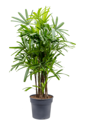 Rhapis Excelsa