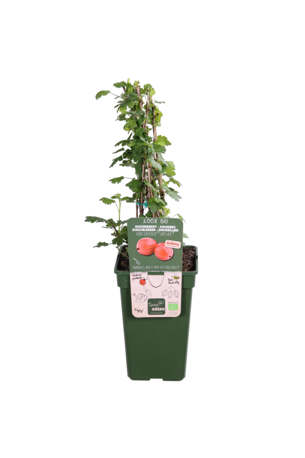 Agrest Easycrisp Lady Late